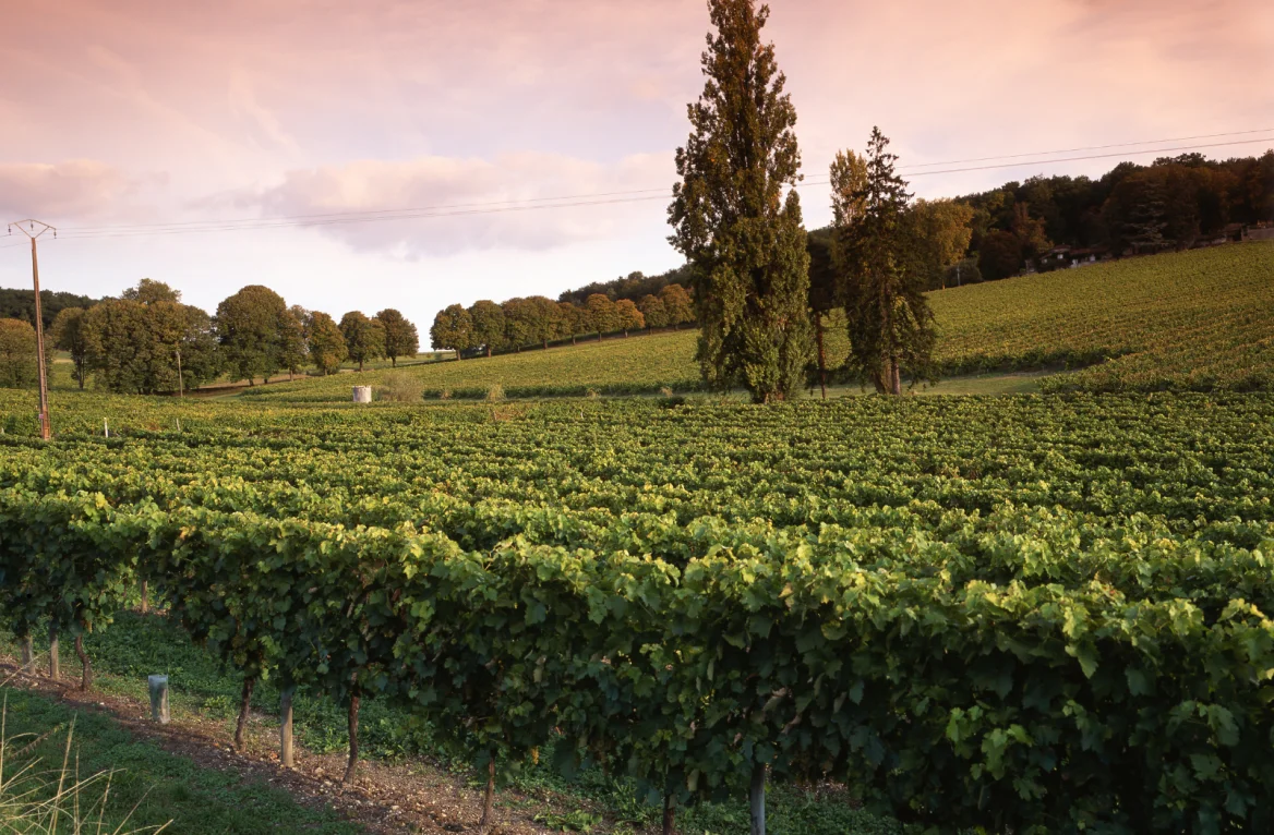 Vignoble charente